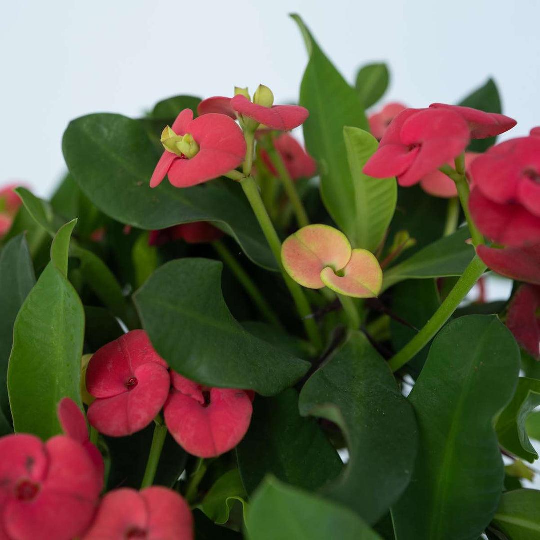 Euphorbia Milii - View 34 from www redcrocus com