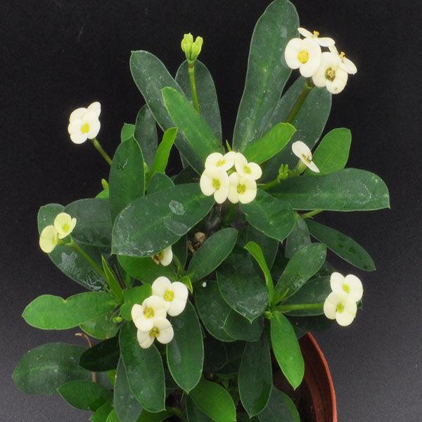 Euphorbia Milii - View 3 from www redcrocus com