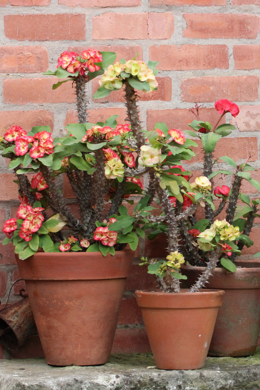 Euphorbia Milii - View 4 from www redcrocus com