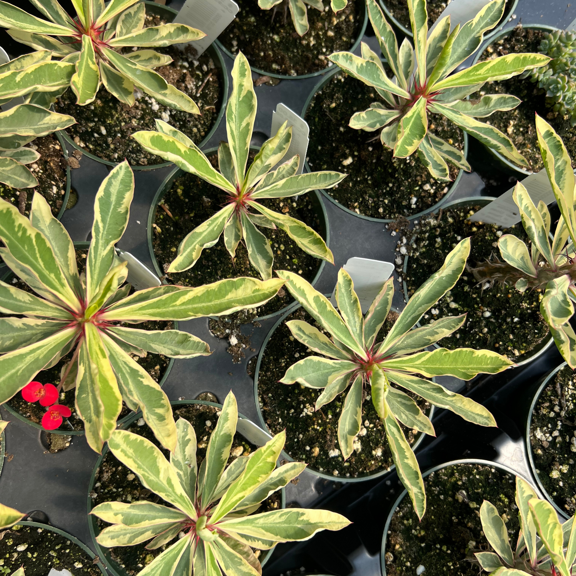 Euphorbia Milii - View 5 from www redcrocus com
