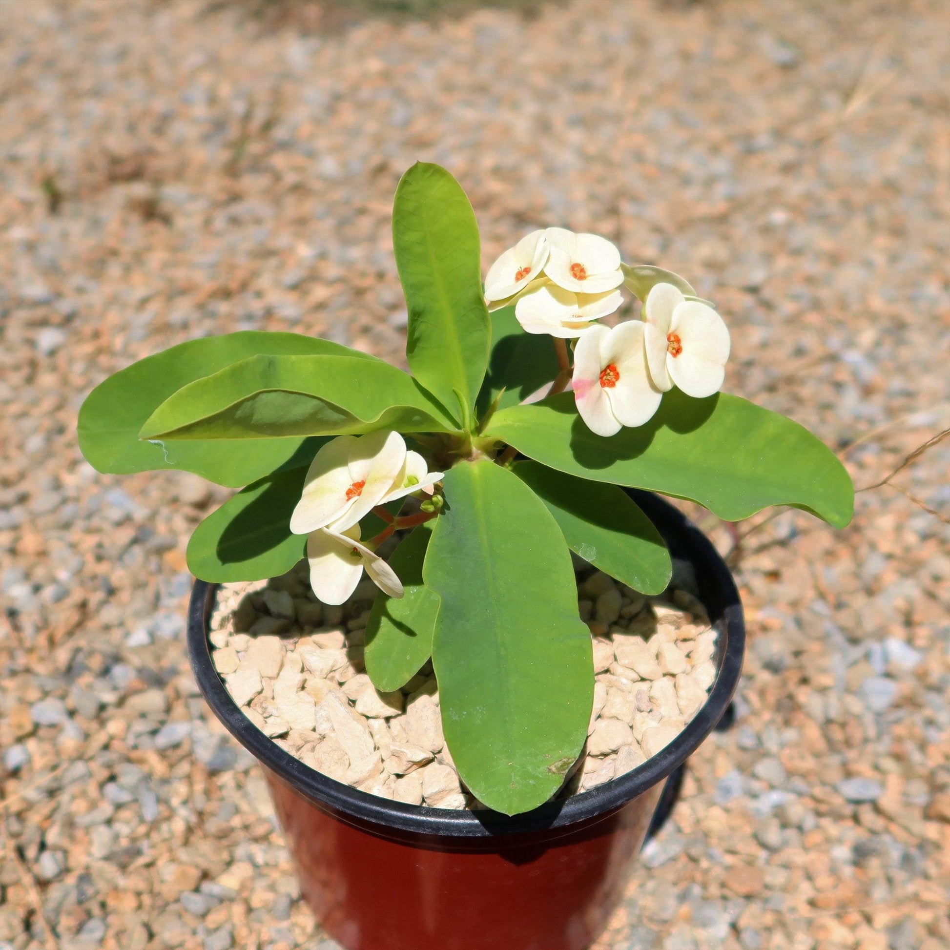 Euphorbia Milii - View 6 from www redcrocus com