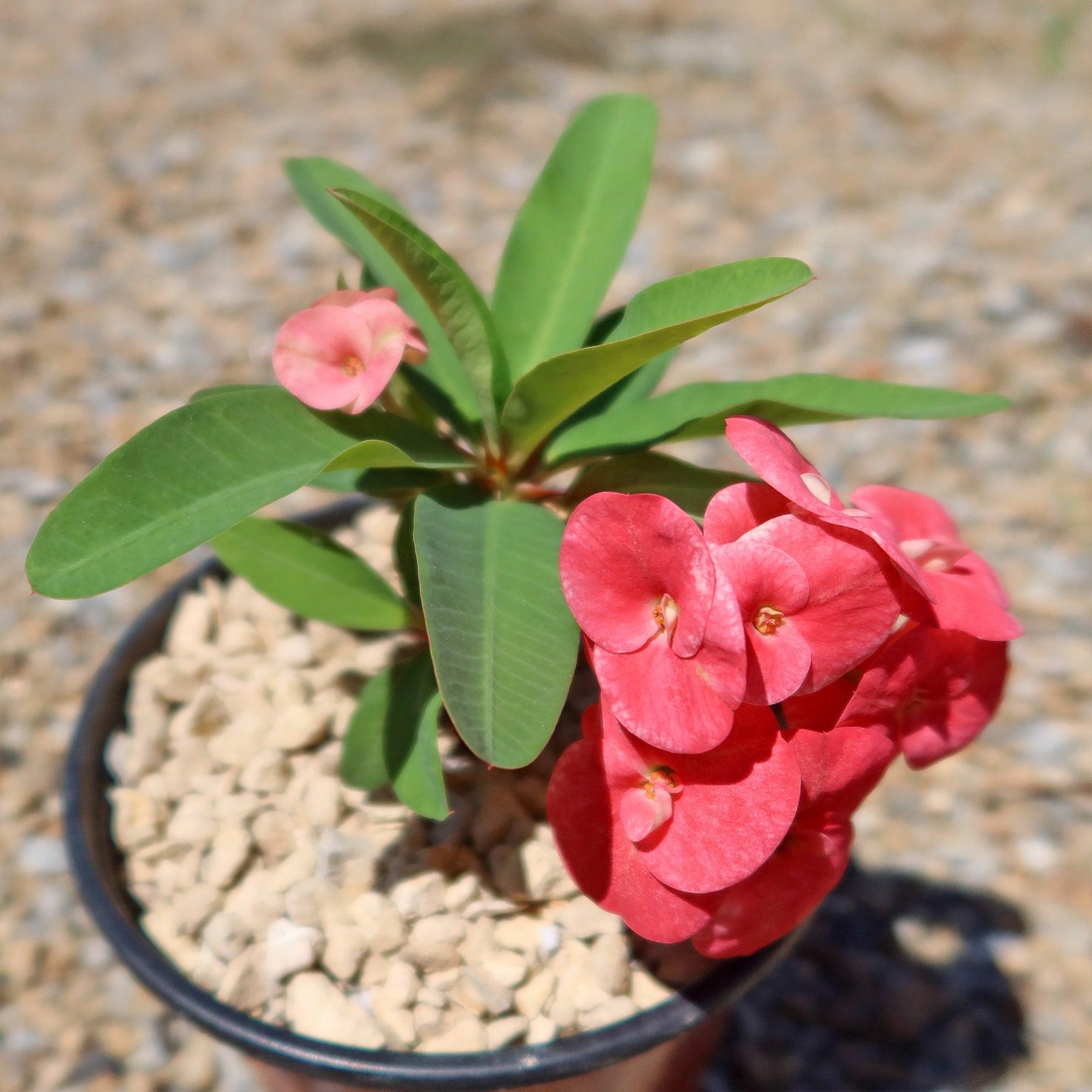 Euphorbia Milii - View 7 from www redcrocus com