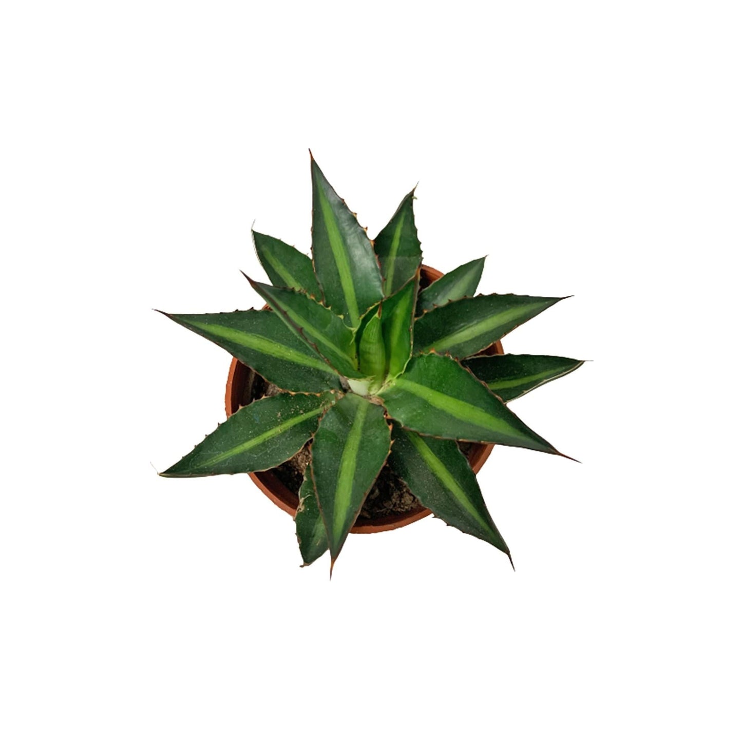 Agave Assorted - View 11 from www redcrocus com