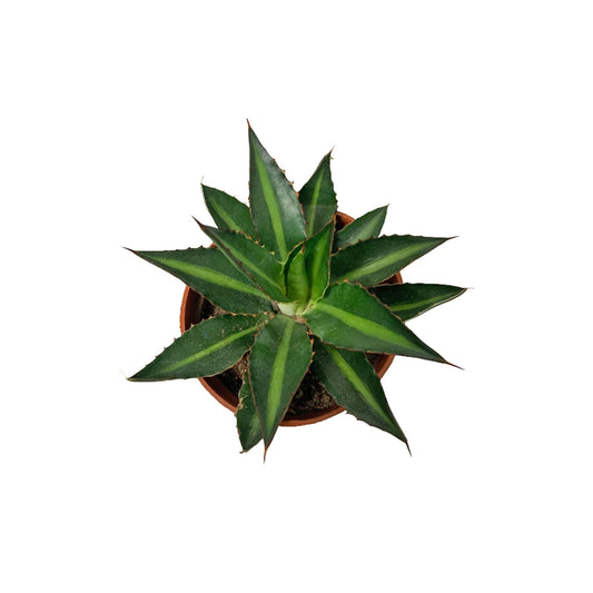 Agave Assorted - View 11 from www redcrocus com