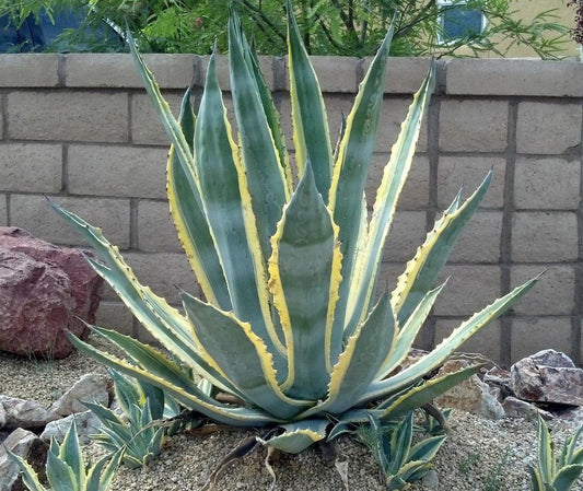 Agave Assorted - View 13 from www redcrocus com