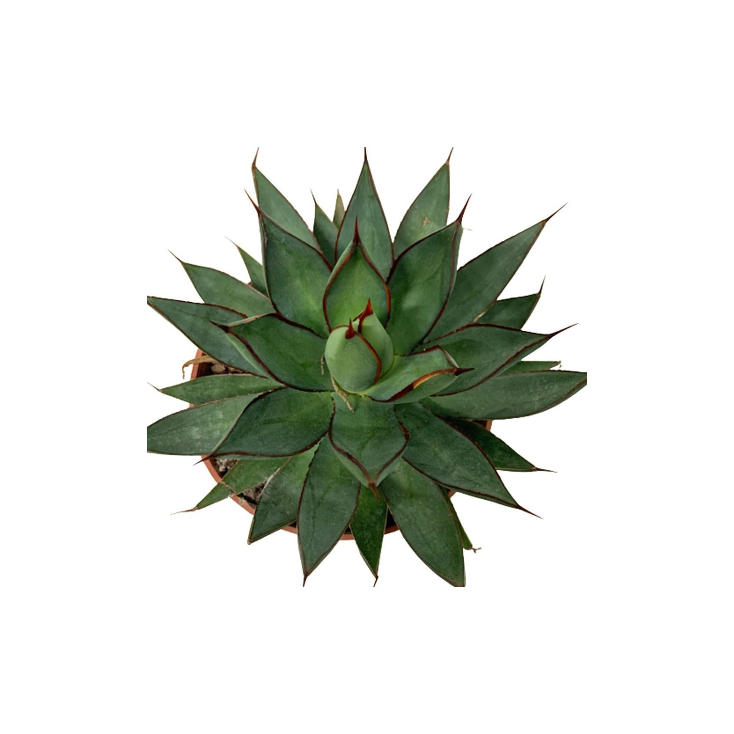 Agave Assorted - View 18 from www redcrocus com