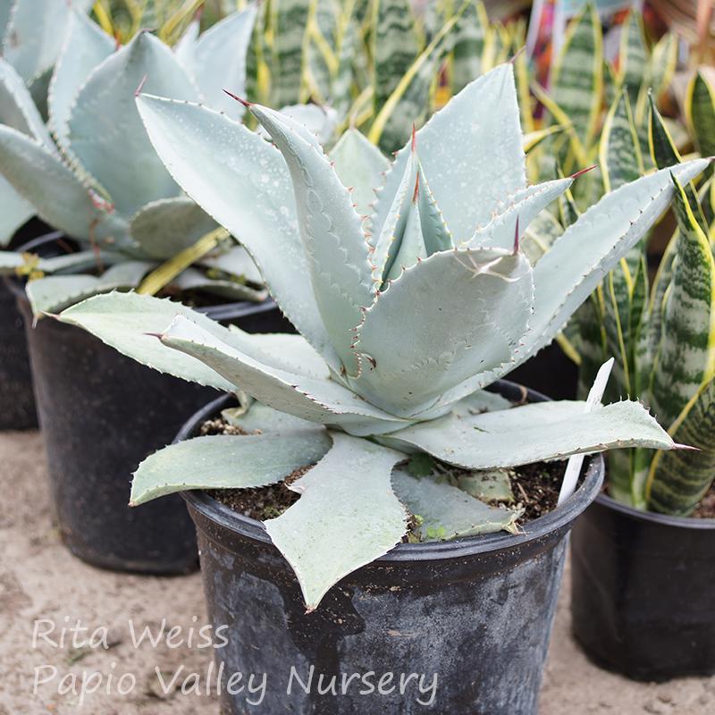 Agave Assorted - View 2 from www redcrocus com