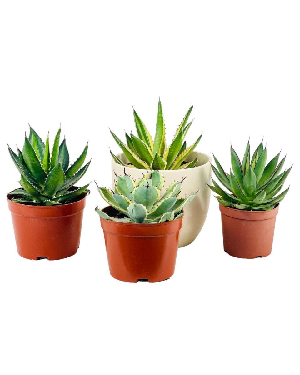 Agave Assorted - View 9 from www redcrocus com
