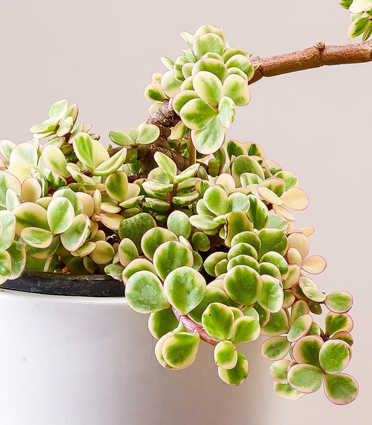 Portulacaria Assorted Variegated - View 10 from www redcrocus com