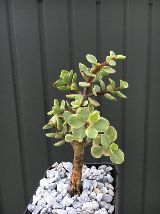 Portulacaria Assorted Variegated - View 1 from www redcrocus com