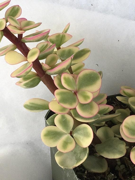 Portulacaria Assorted Variegated - View 2 from www redcrocus com