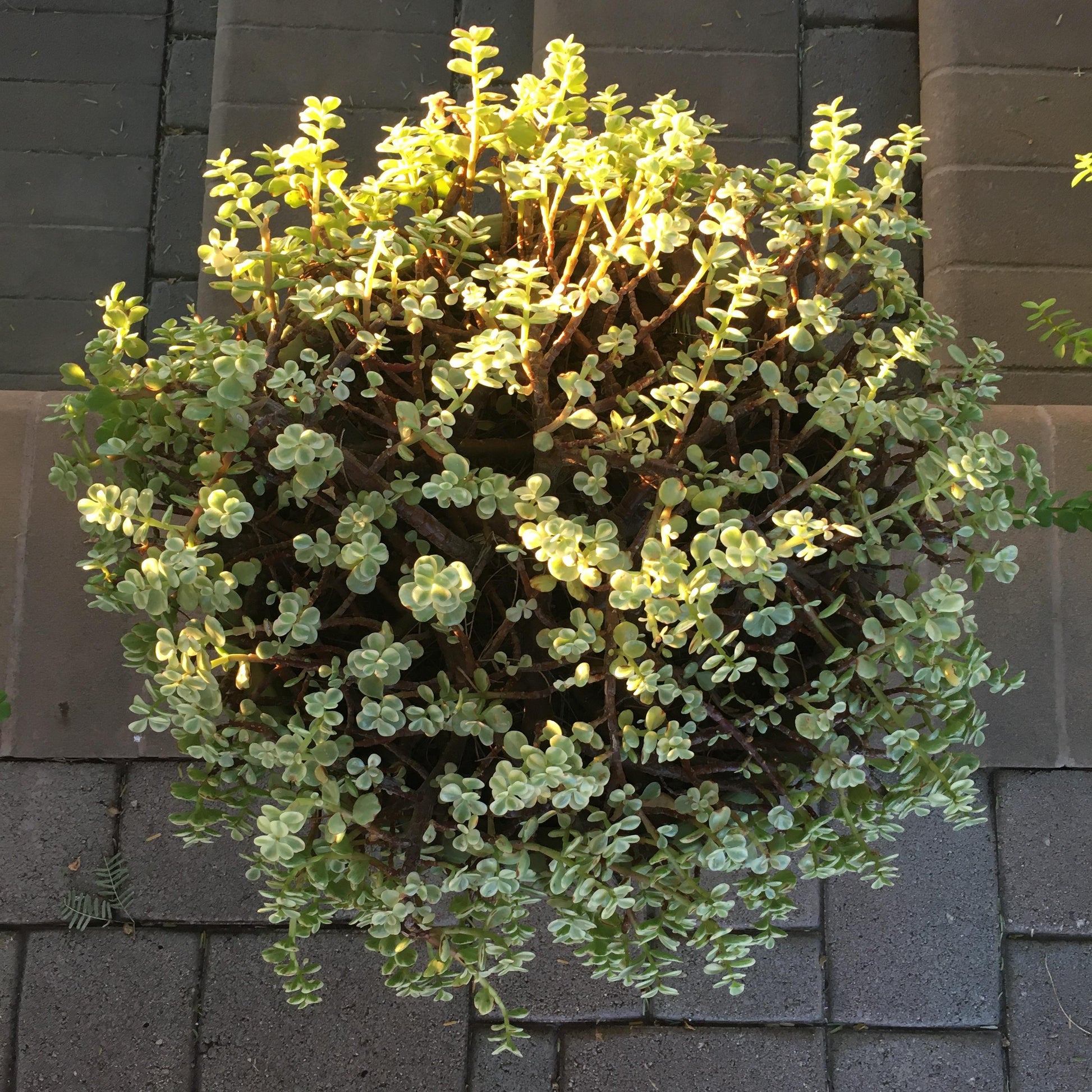Portulacaria Assorted Variegated - View 9 from www redcrocus com