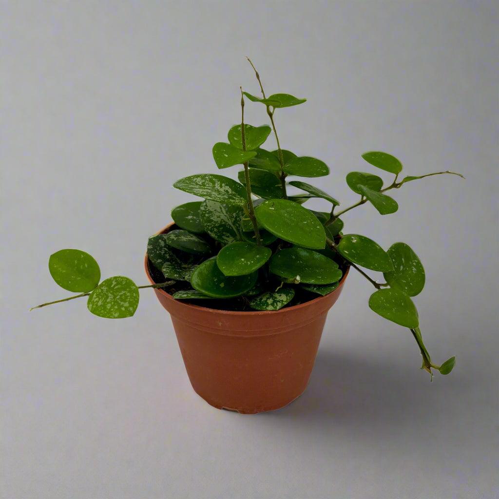 Hoya, Assorted - View 13 from www redcrocus com
