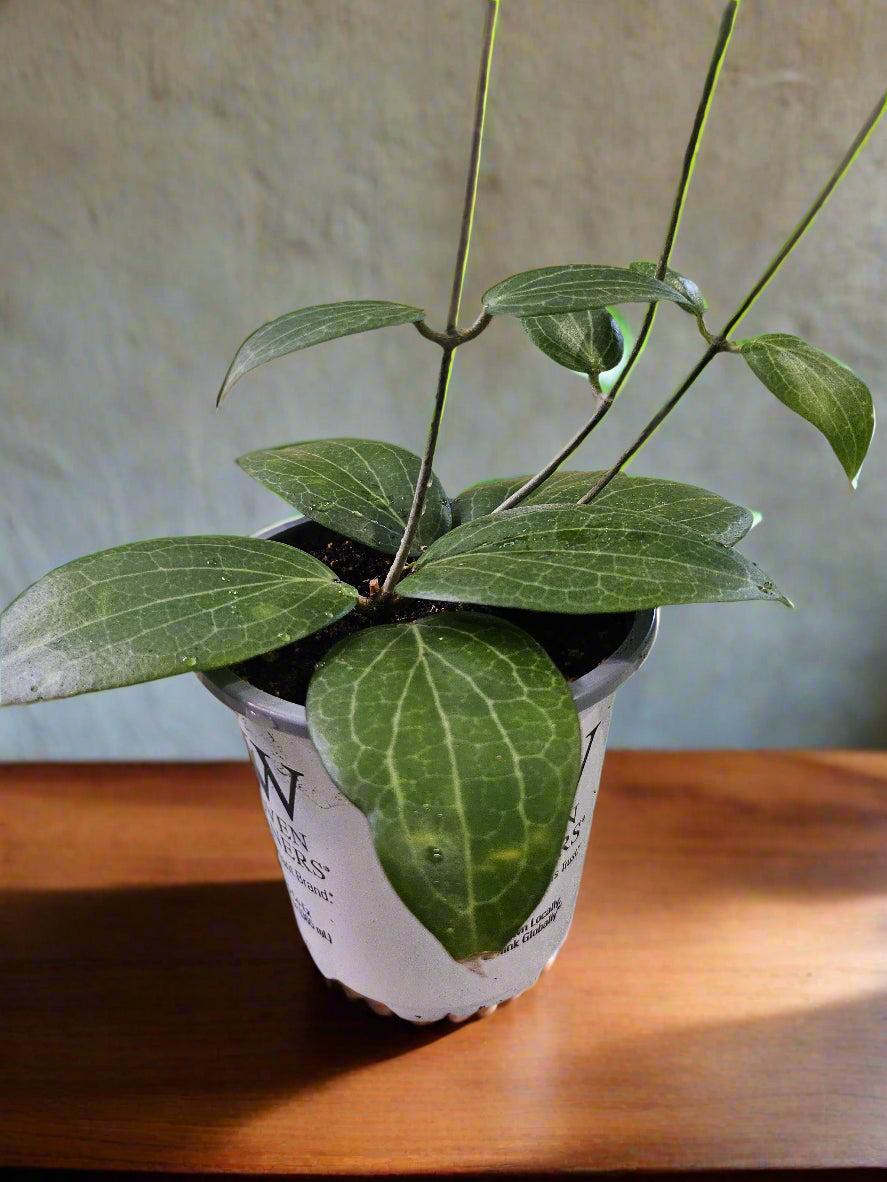 Hoya, Assorted - View 15 from www redcrocus com