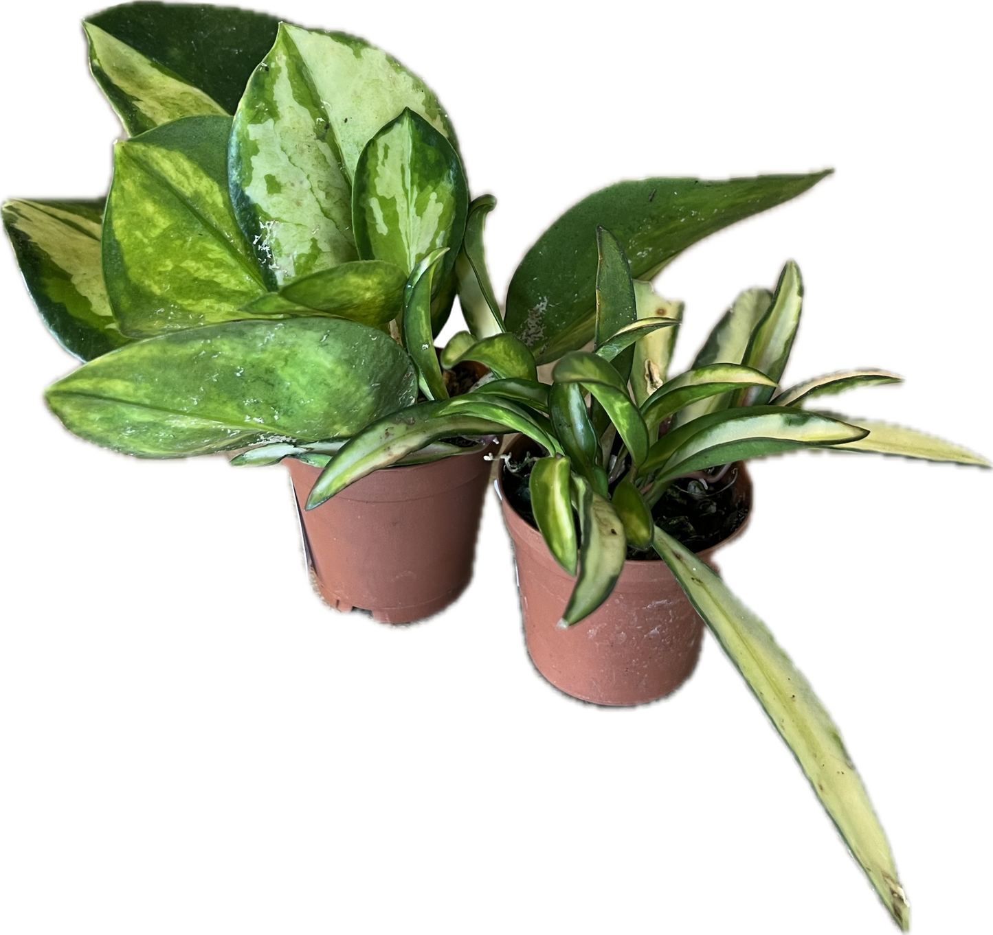Hoya, Assorted - View 21 from www redcrocus com