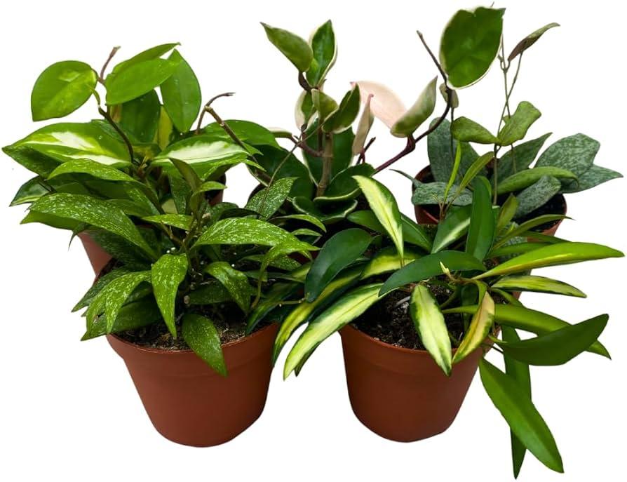 Hoya, Assorted - View 24 from www redcrocus com