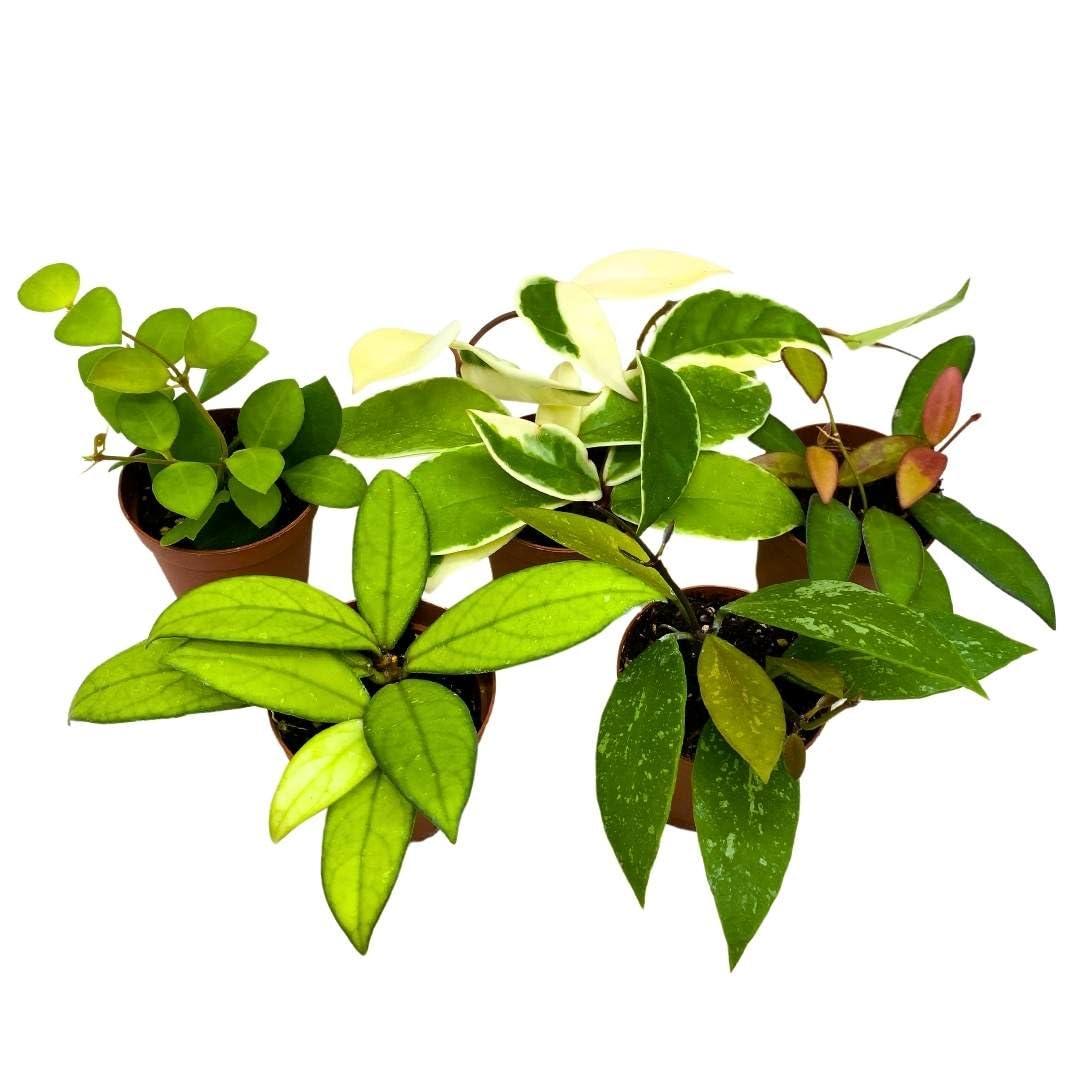 Hoya, Assorted - View 26 from www redcrocus com