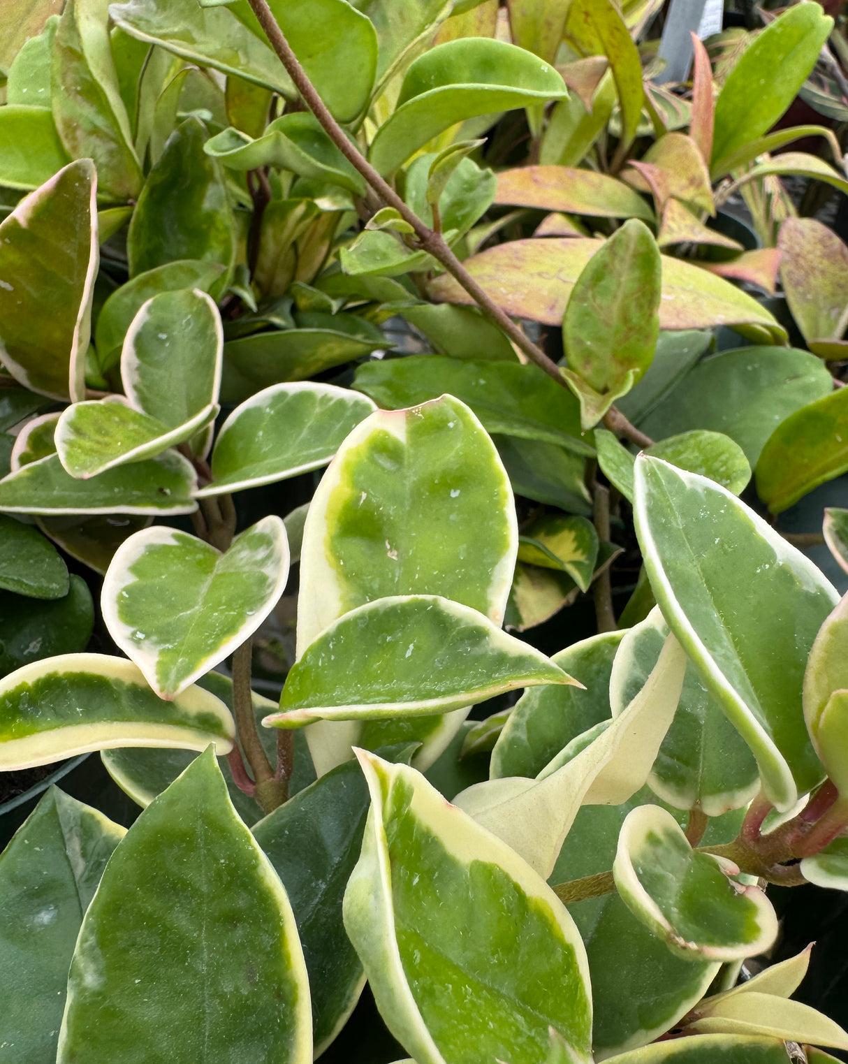 Hoya, Assorted - View 29 from www redcrocus com