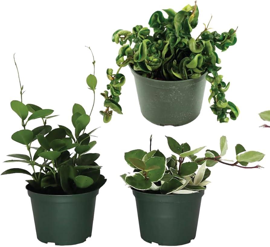 Hoya, Assorted - View 31 from www redcrocus com