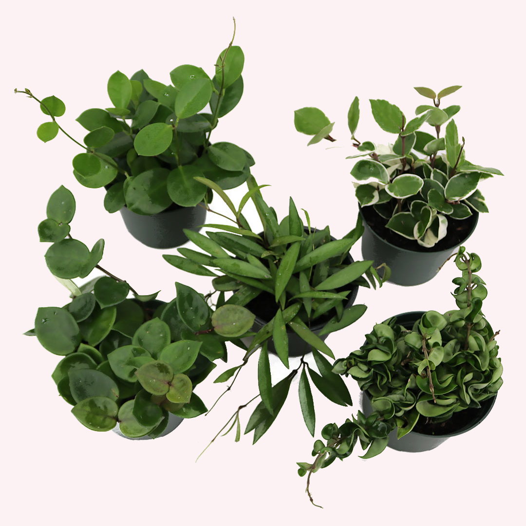Hoya, Assorted - View 35 from www redcrocus com