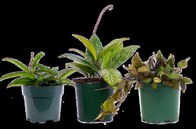 Hoya, Assorted - View 38 from www redcrocus com