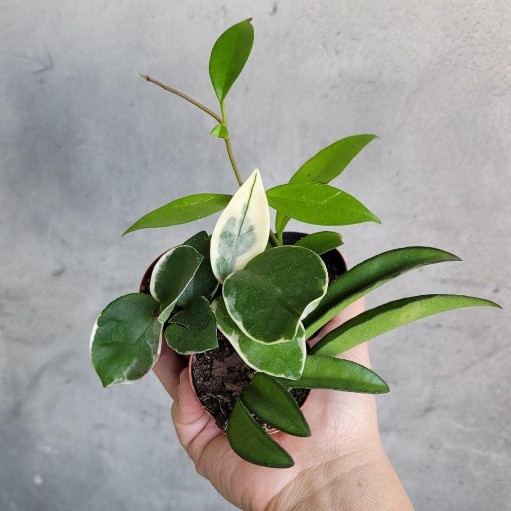 Hoya, Assorted - View 4 from www redcrocus com