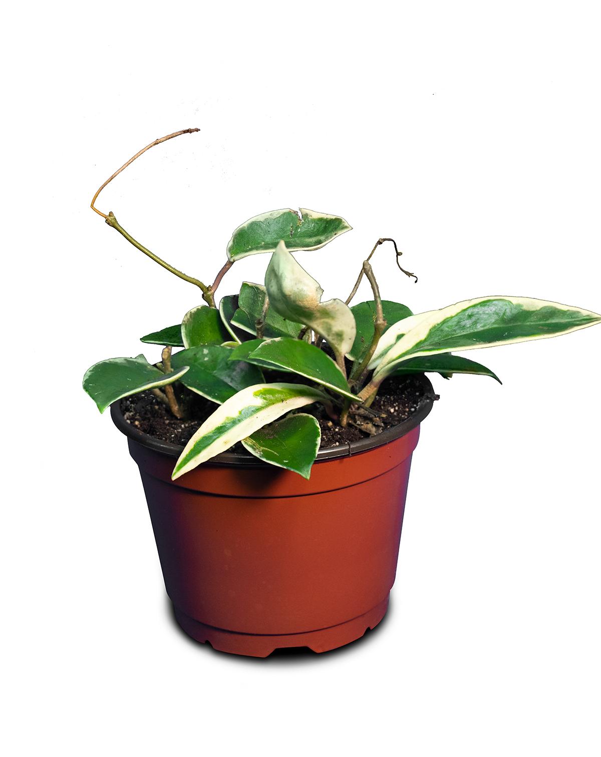 Hoya, Assorted - View 5 from www redcrocus com
