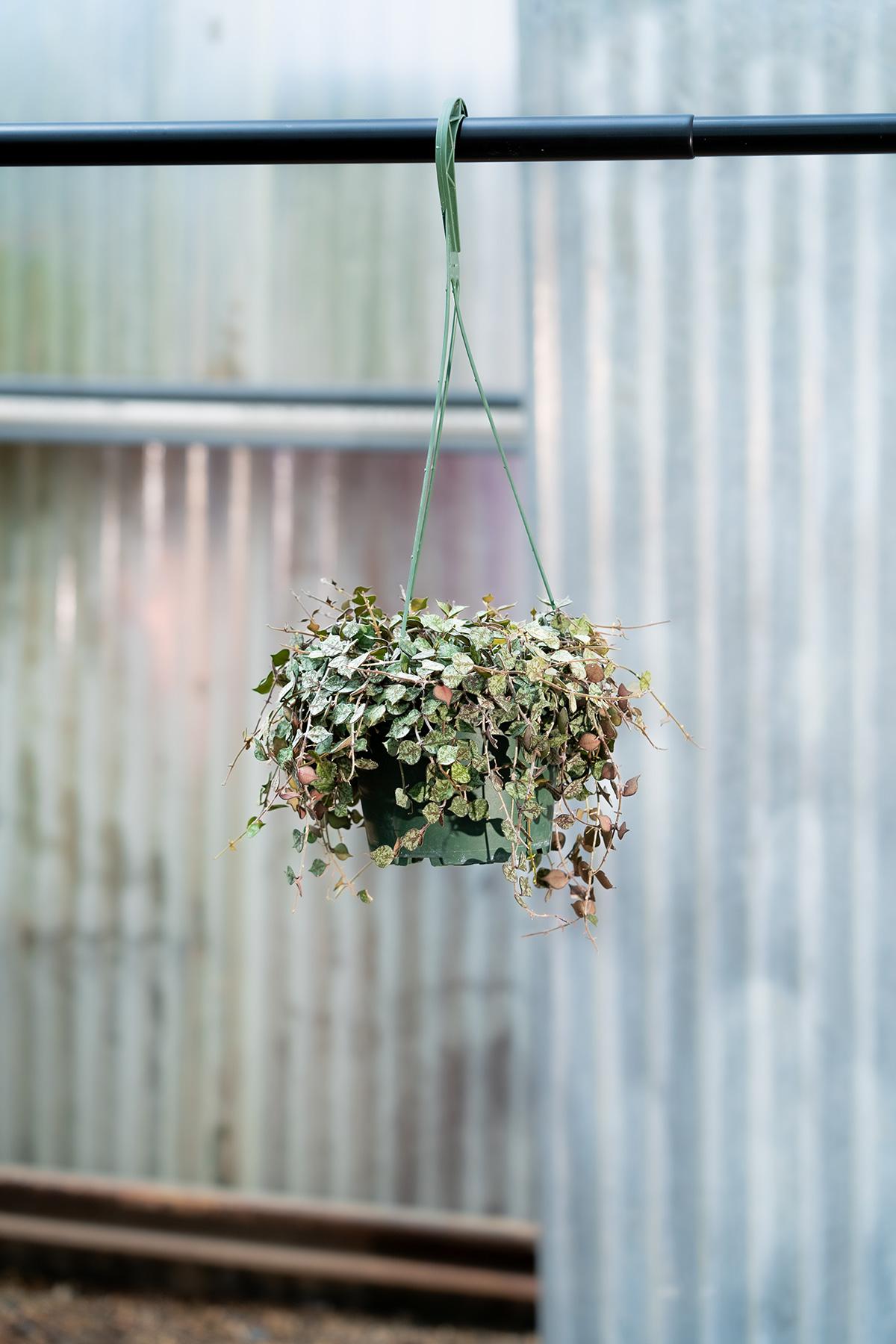 Hoya, Assorted - View 9 from www redcrocus com