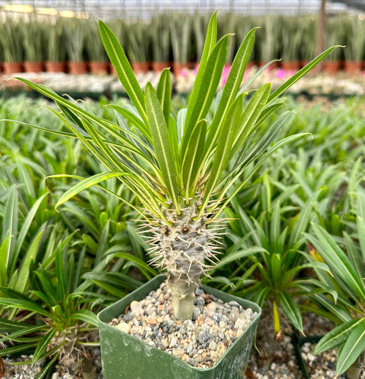 Cactus, Pachypodium, Assorted - View 10 from www redcrocus com