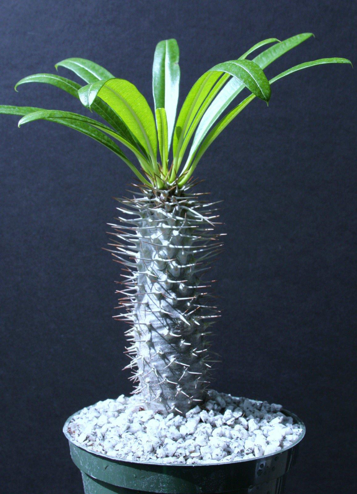Cactus, Pachypodium, Assorted - View 13 from www redcrocus com