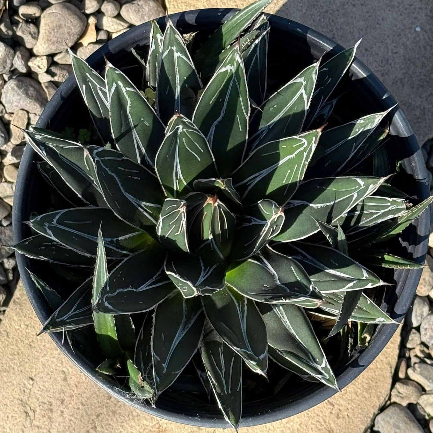 Agave, Assorted - View 18 from www redcrocus com