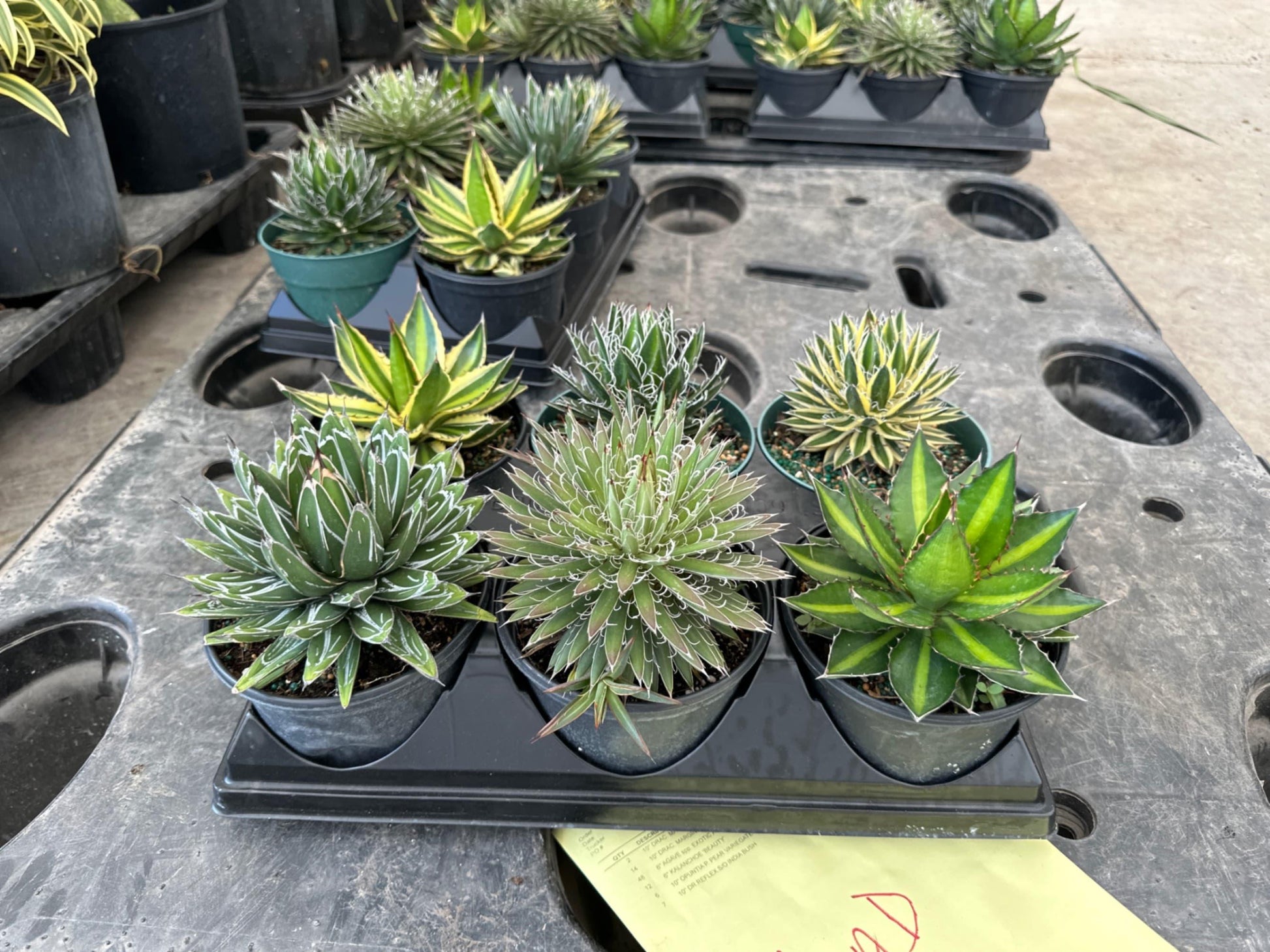 Agave, Assorted - View 30 from www redcrocus com