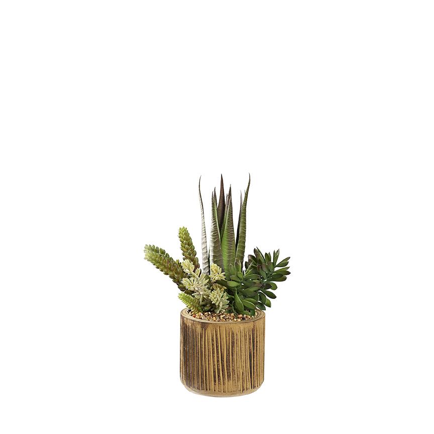 Agave, Assorted - View 31 from www redcrocus com