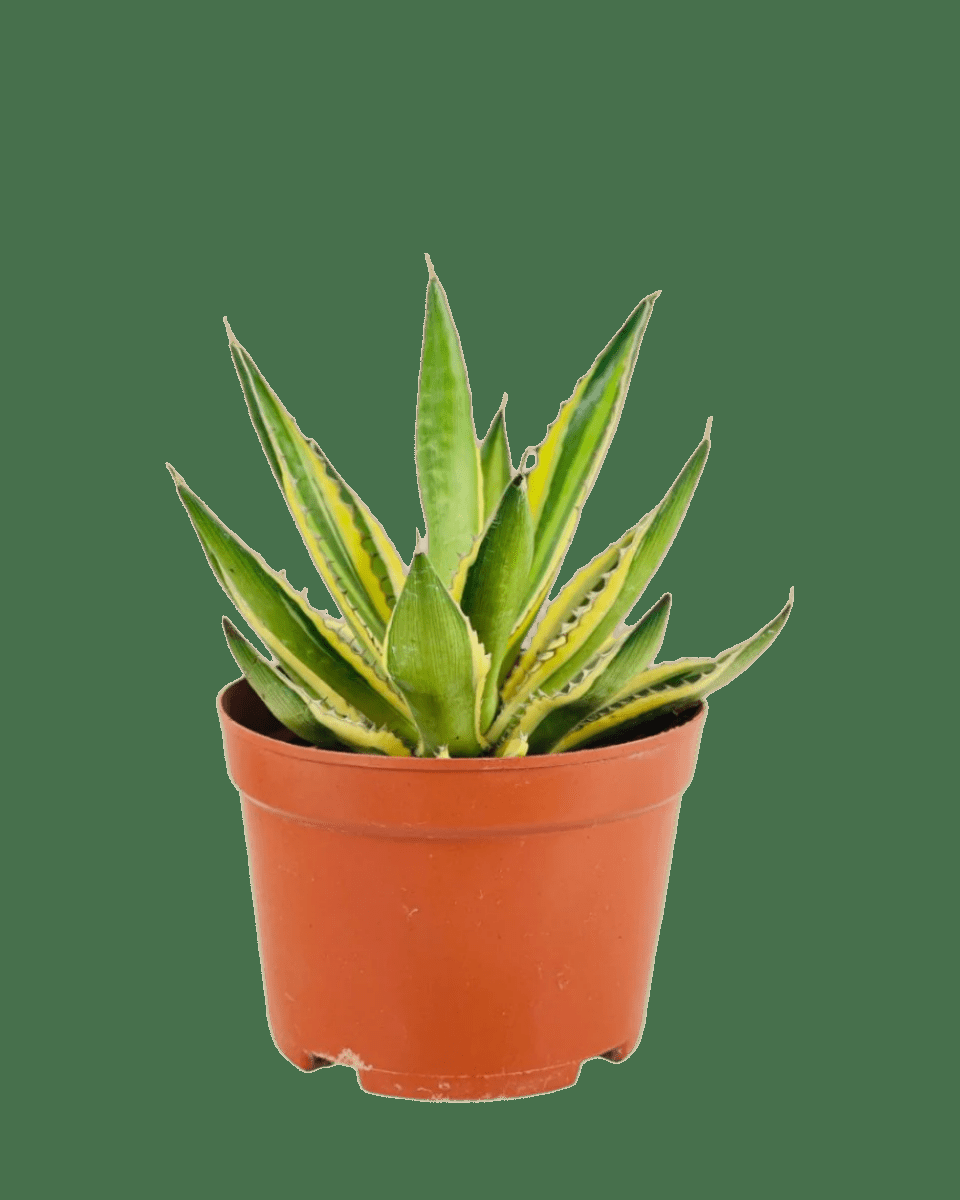 Agave, Assorted - View 33 from www redcrocus com