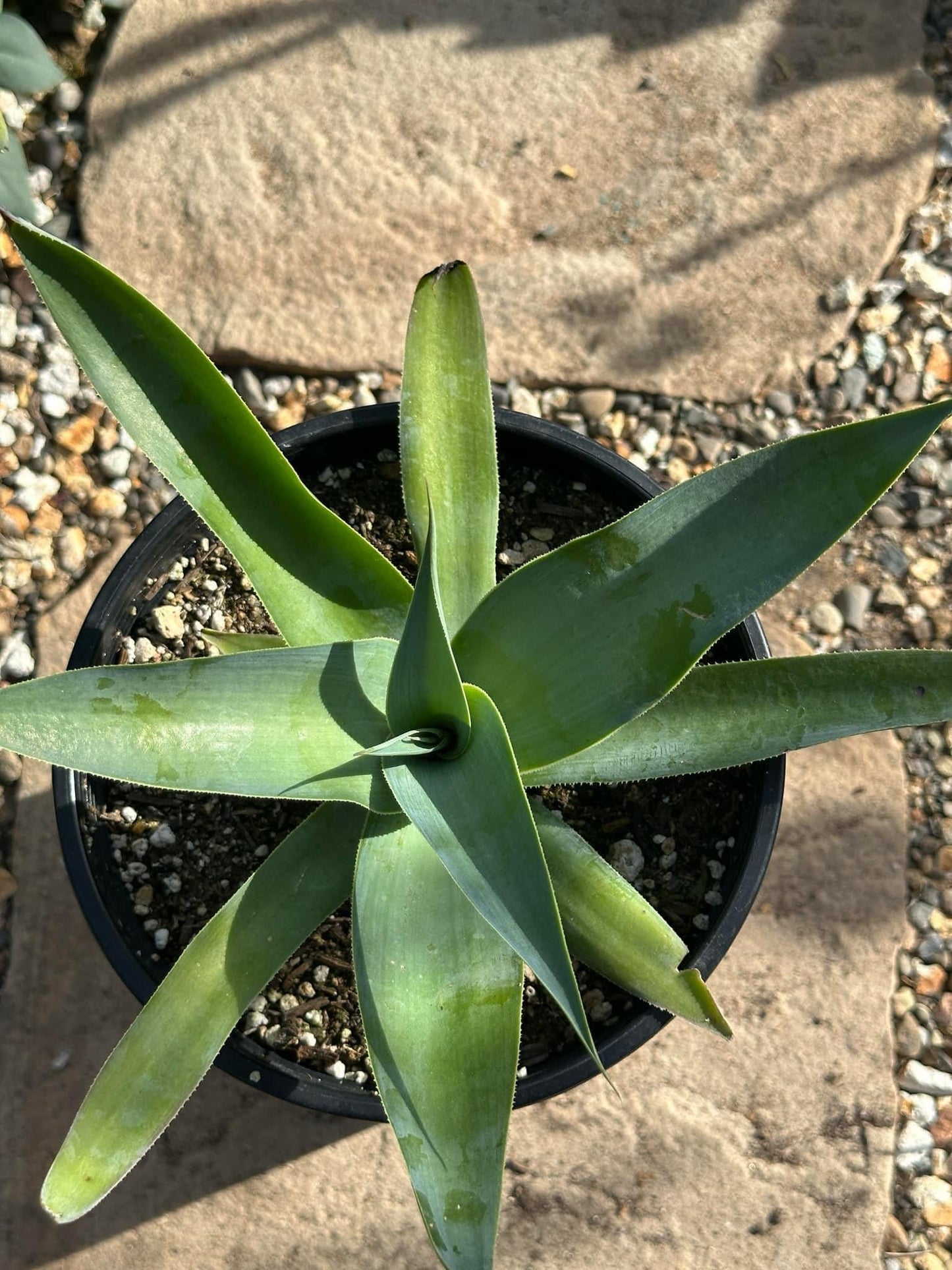 Agave, Assorted - View 36 from www redcrocus com