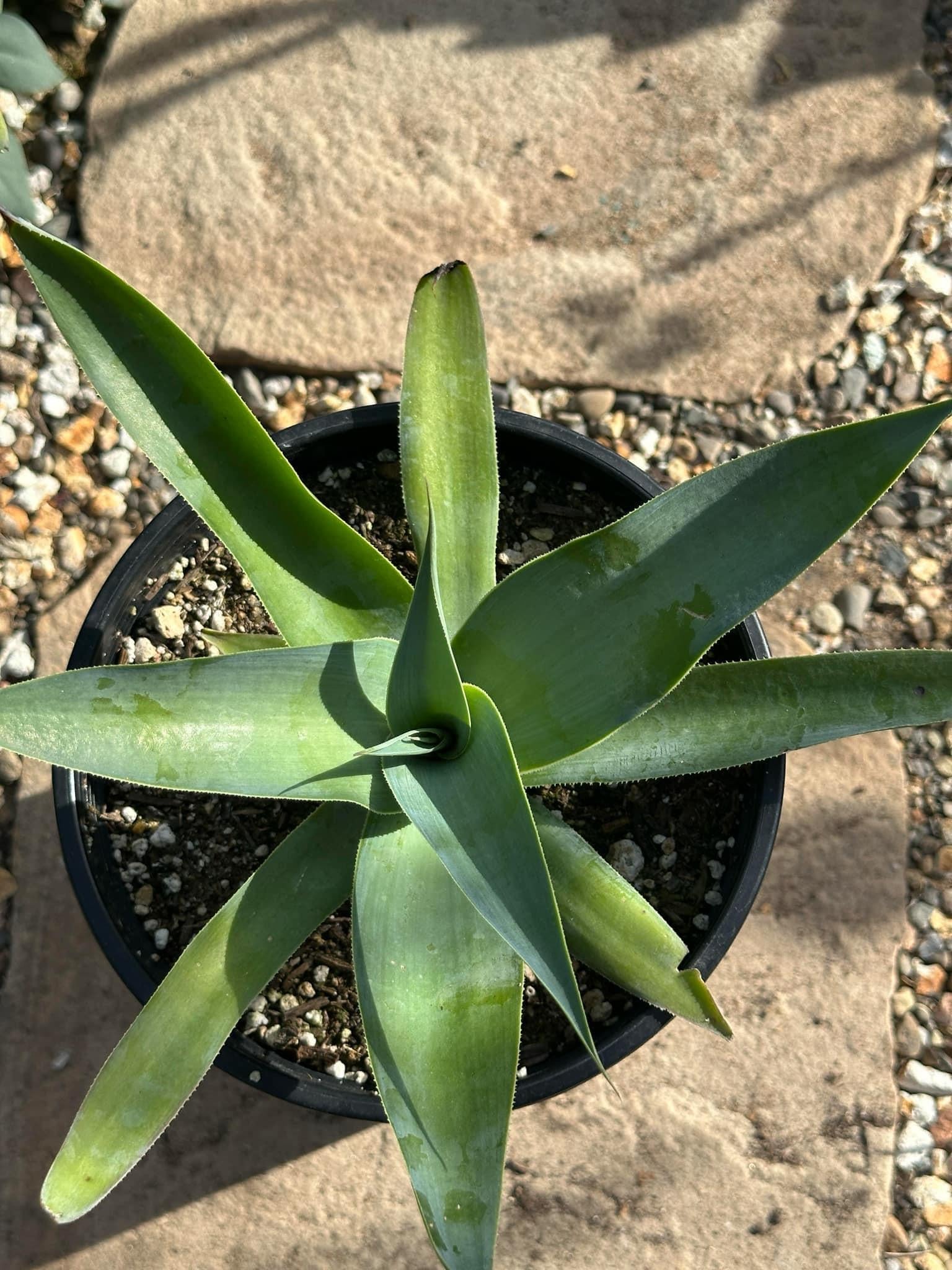 Agave, Assorted - View 36 from www redcrocus com