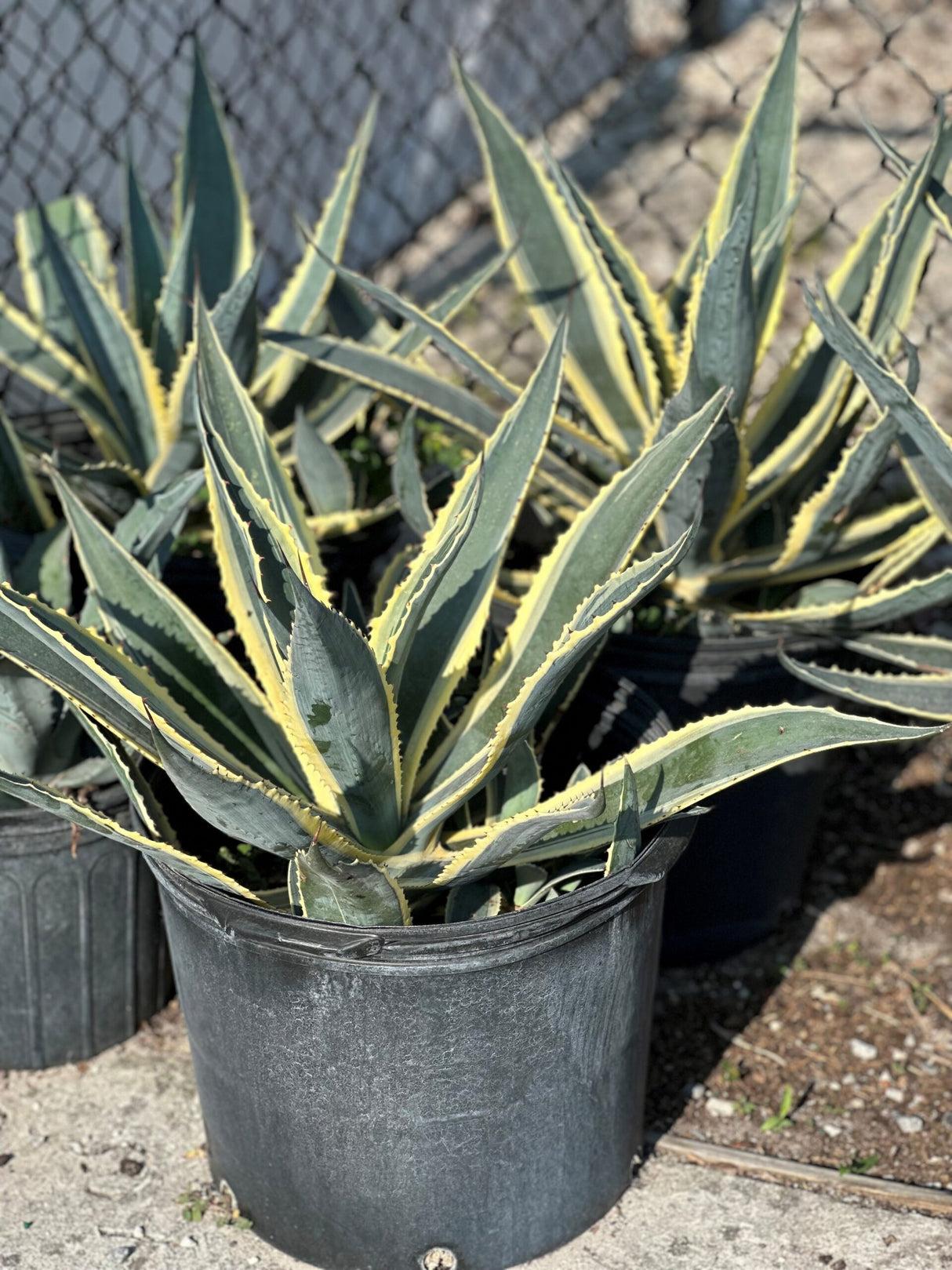 Agave, Assorted - View 3 from www redcrocus com