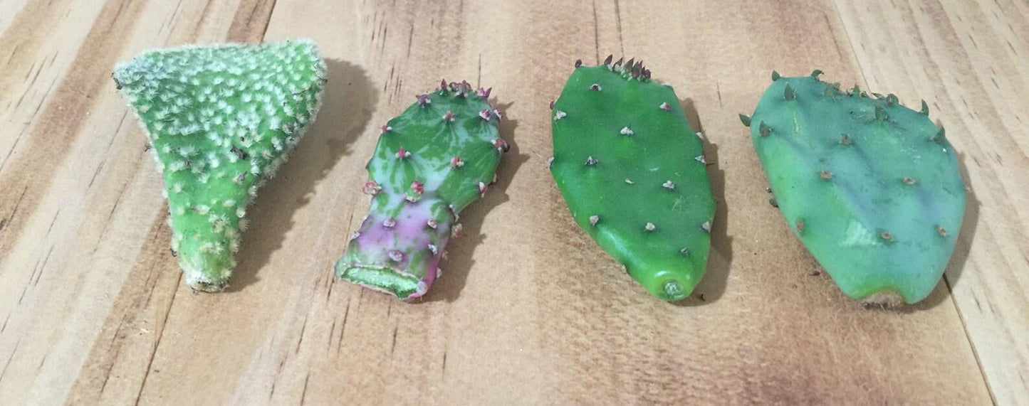 Opuntia Assorted - View 10 from www redcrocus com