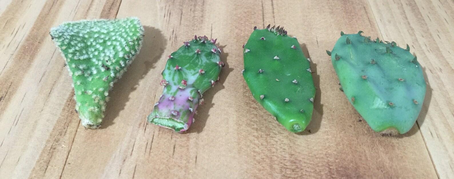 Opuntia Assorted - View 10 from www redcrocus com