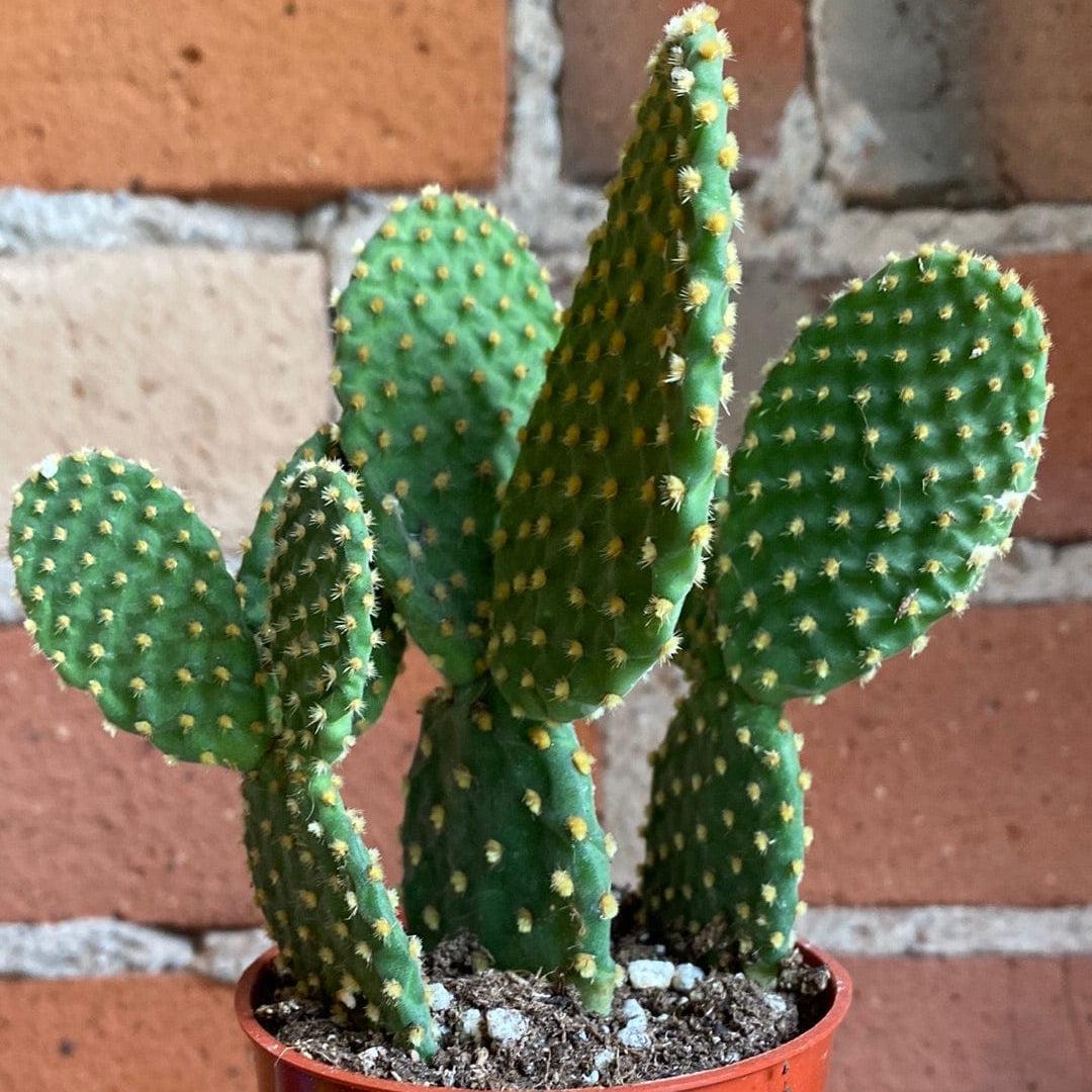 Opuntia Assorted - View 11 from www redcrocus com