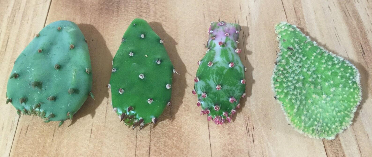 Opuntia Assorted - View 12 from www redcrocus com