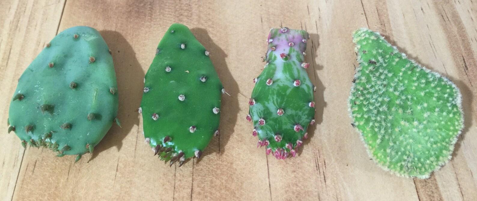 Opuntia Assorted - View 12 from www redcrocus com