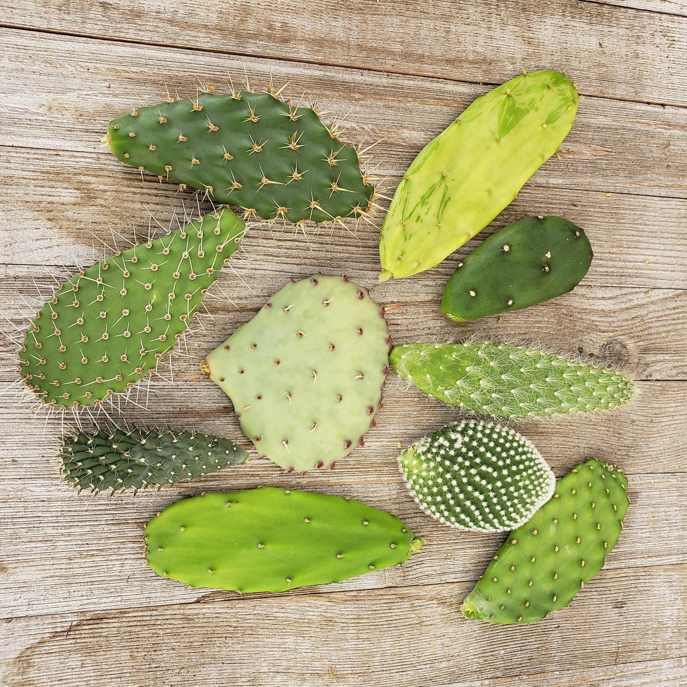 Opuntia Assorted - View 14 from www redcrocus com