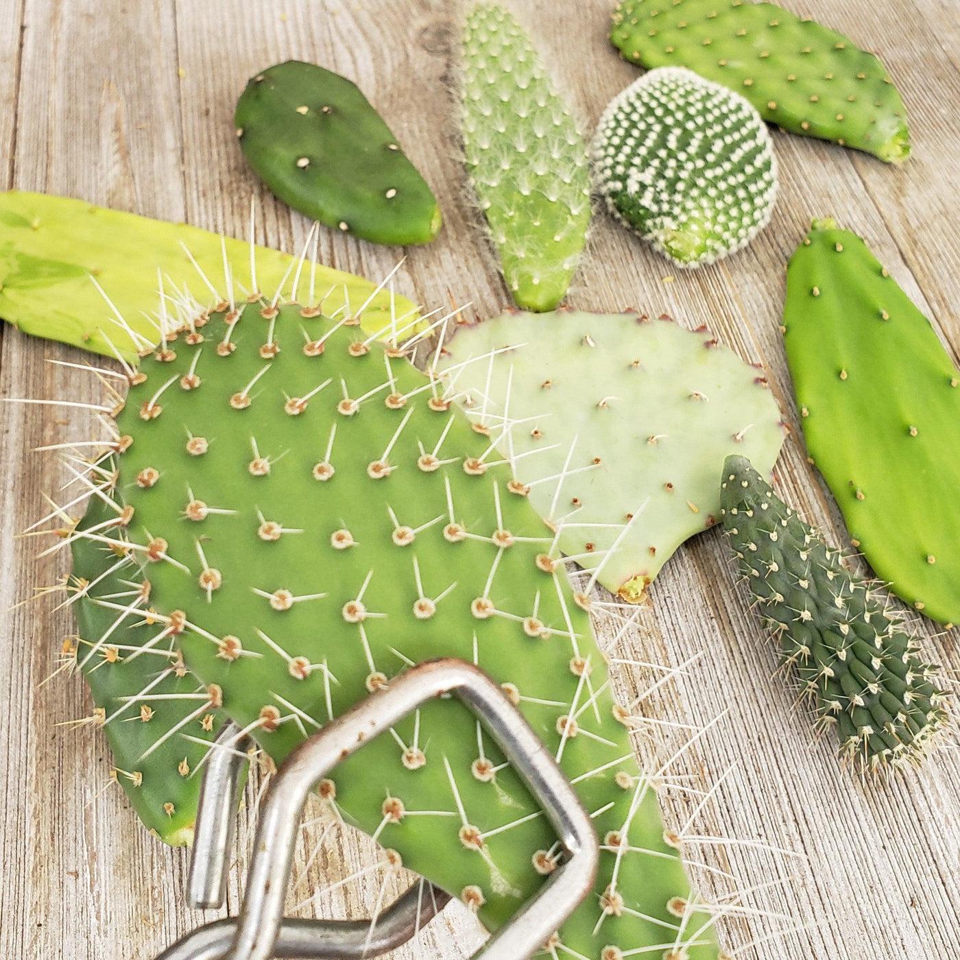 Opuntia Assorted - View 15 from www redcrocus com