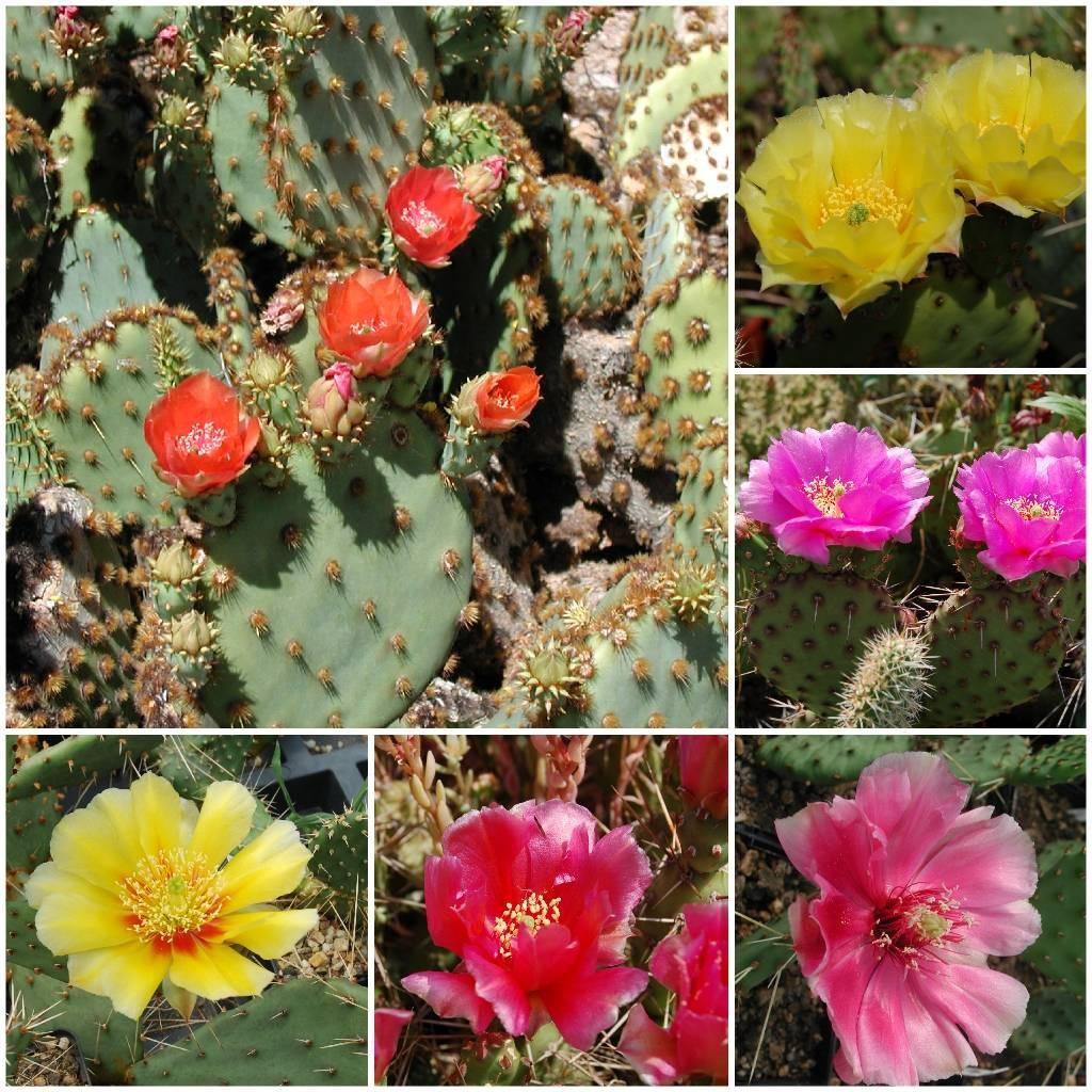Opuntia Assorted - View 16 from www redcrocus com