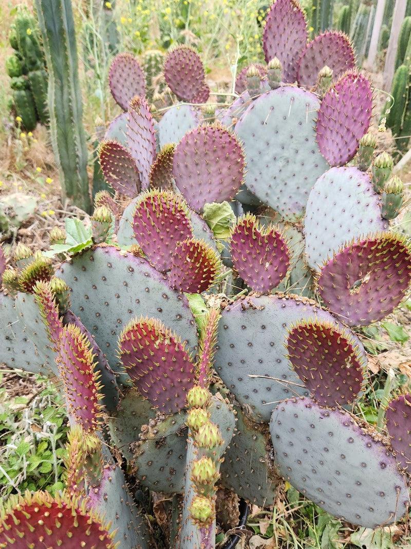 Opuntia Assorted - View 17 from www redcrocus com