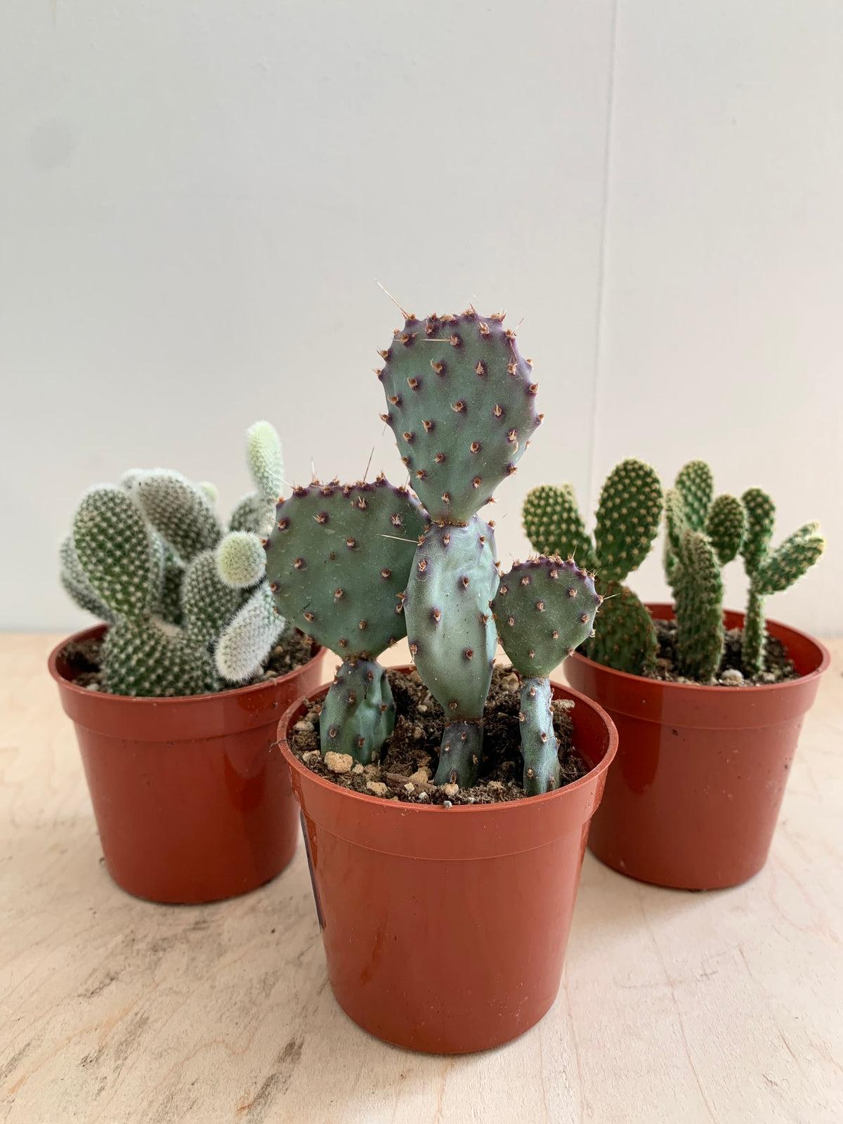 Opuntia Assorted - View 2 from www redcrocus com