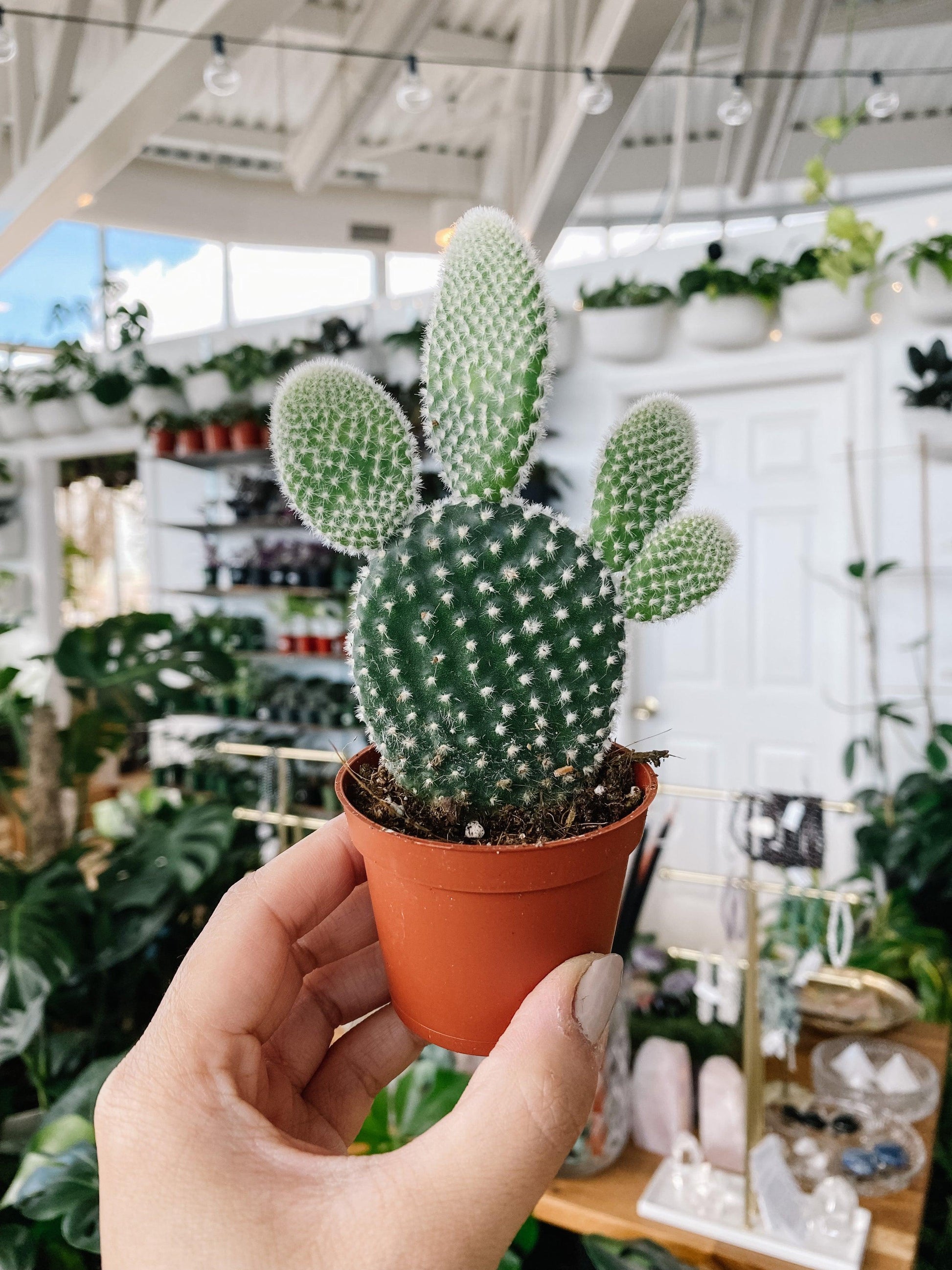 Opuntia Assorted - View 3 from www redcrocus com