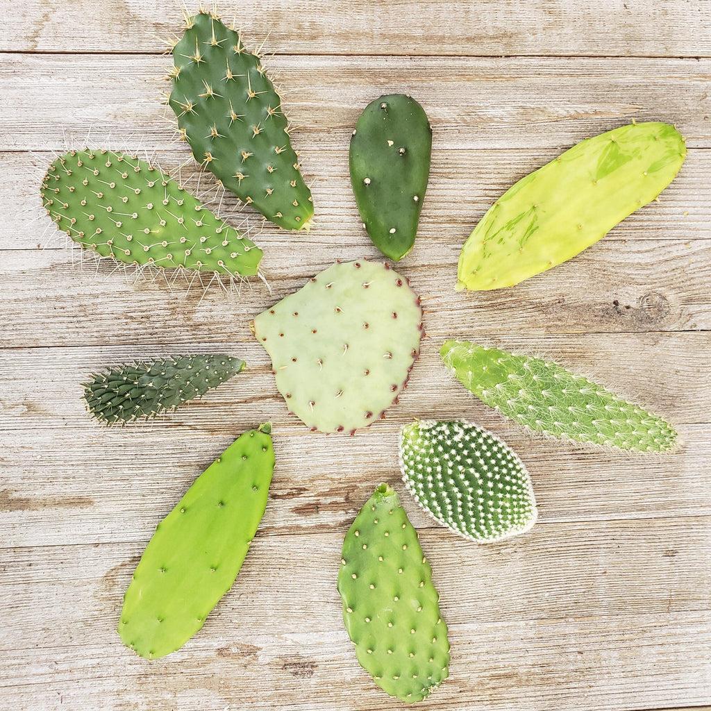 Opuntia Assorted - View 8 from www redcrocus com