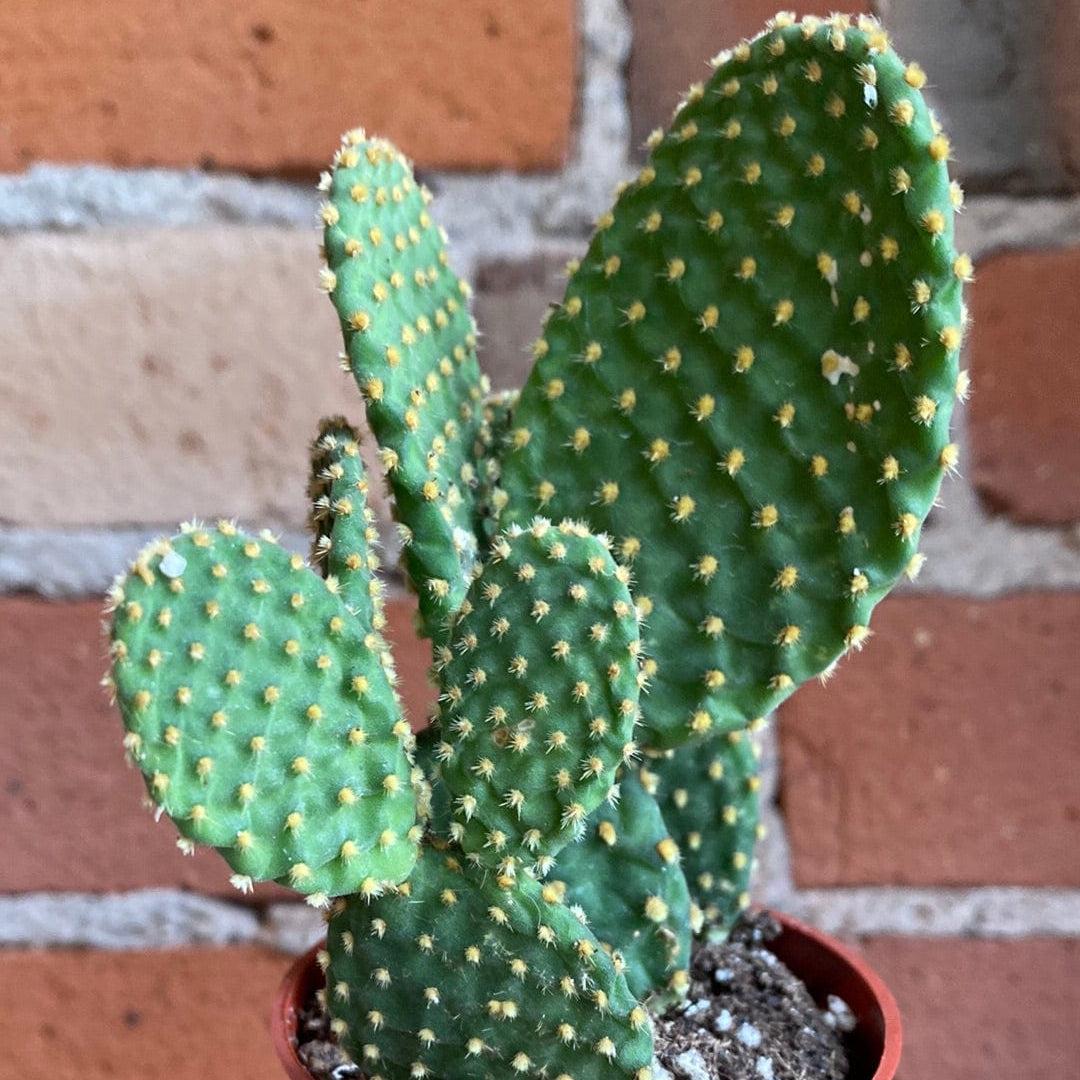 Opuntia Assorted - View 9 from www redcrocus com